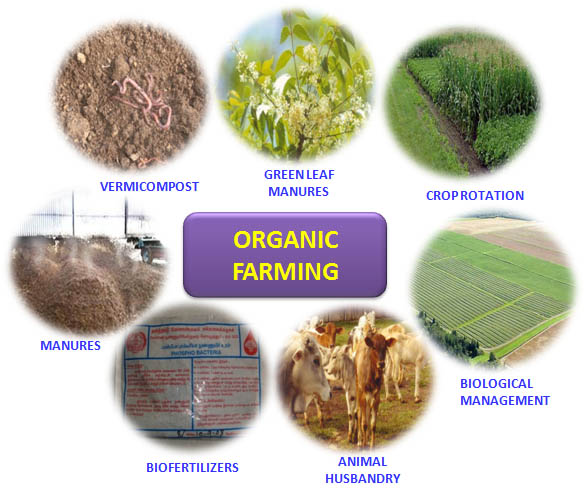 Best Organics Farming Consultant in Bangalore, Agriculture  Consultant in Bangalore, Farm Land Development consultant in Bangalore.