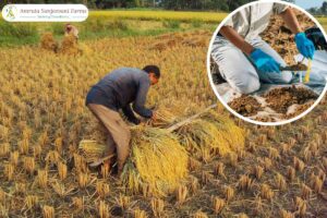 Read more about the article A Complete Guide to Plantation Setup: From Soil Testing to Harvest